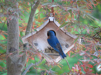 Bluebird at birdhouse