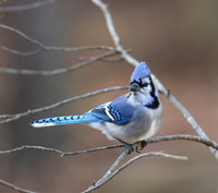 Blue jay on bare limb