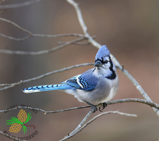 Blue jay on bare limb