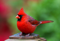 Cardinal male