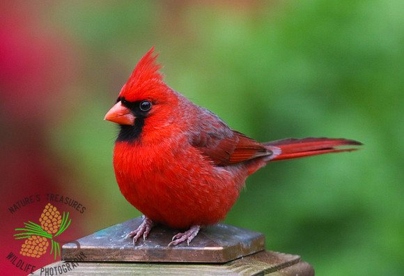 Cardinal male