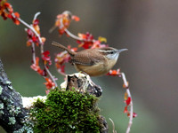 Carolina wren on mossy stump