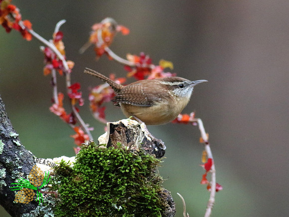Carolina wren on mossy stump