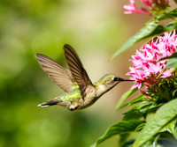 Hummingbird at pink pentas