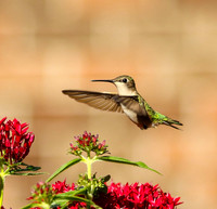 Hummingbird flying over red penta