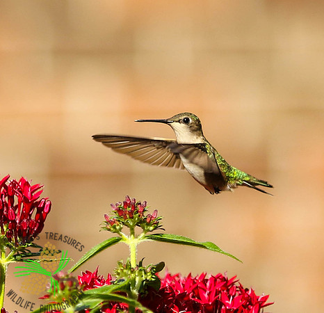 Hummingbird flying over red penta