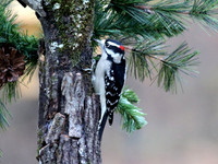 Downy woodpecker on pine branch