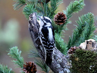 Downy woodpecker with pine and cones