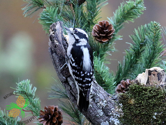 Downy woodpecker with pine and cones
