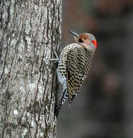 Flicker on tree trunk