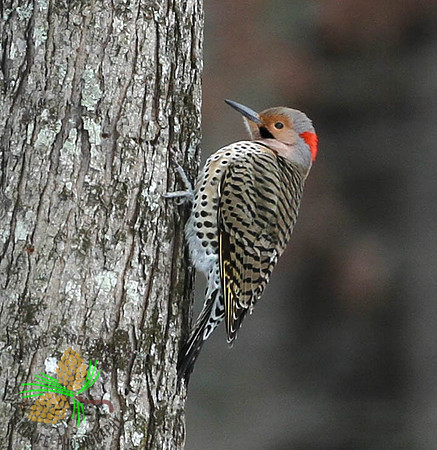 Flicker on tree trunk