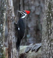 Pileated woodpecker #2 on tree trunk