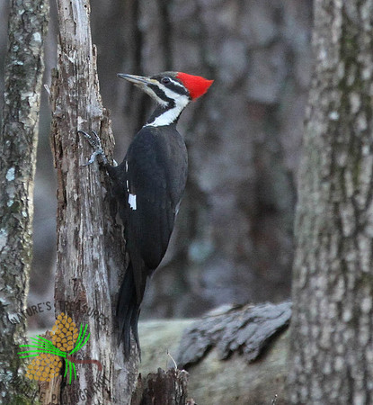 Pileated woodpecker #2 on tree trunk