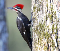 Pileated woodpecker  #1 in tree