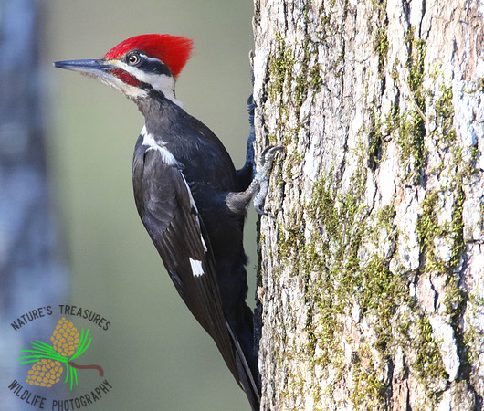 Pileated woodpecker  #1 in tree