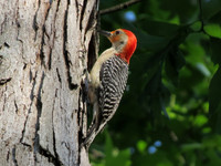 Red-bellied woodpecker on tree trunk
