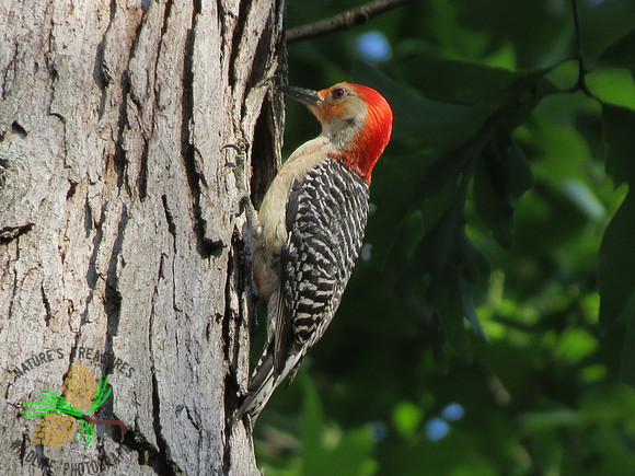 Red-bellied woodpecker on tree trunk