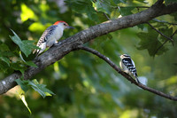 Red-bellied and Downy woodpeckers in tree