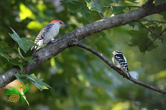 Red-bellied and Downy woodpeckers in tree