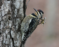 Yellow-bellied sapsucker on tree trunk