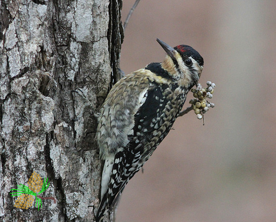 Yellow-bellied sapsucker on tree trunk