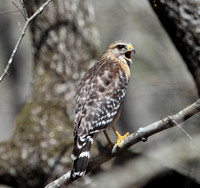 Red-shouldered hawk - threatened