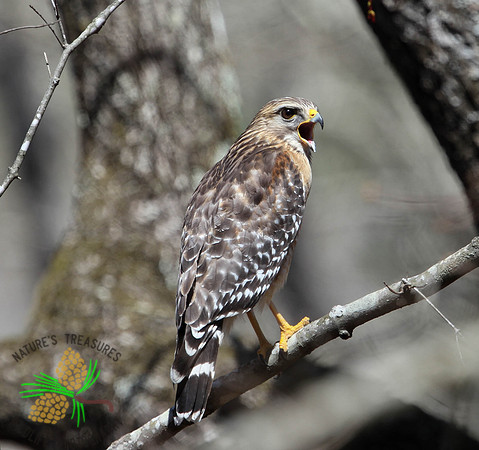 Red-shouldered hawk - threatened