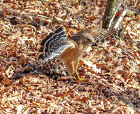 Red-shouldered hawk - manteling