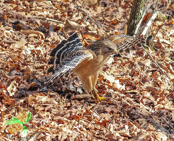 Red-shouldered hawk - manteling