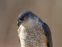 Cooper's Hawk - head shot