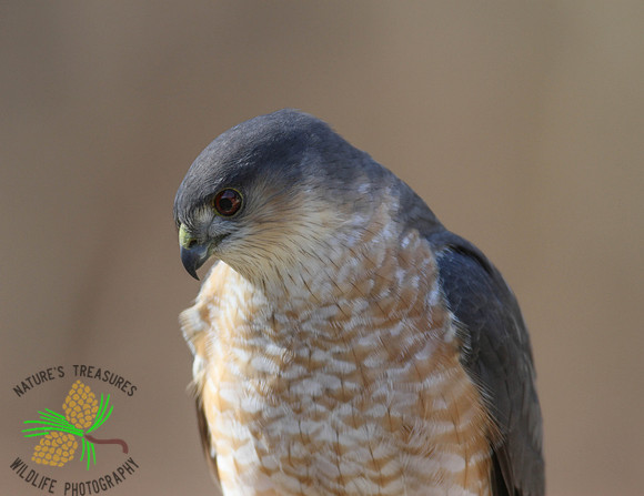 Cooper's Hawk - head shot