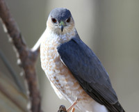 Cooper's Hawk on branch