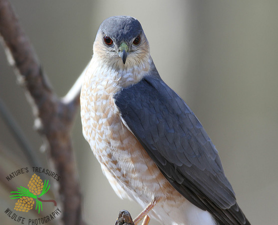 Cooper's Hawk on branch