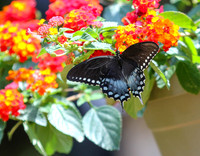 Spicebush swallowtail #5394