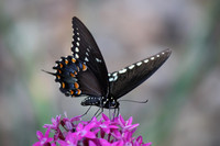 Spicebush swallowtail #60