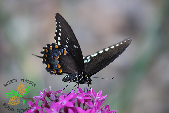 Spicebush swallowtail #60