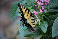 Tiger swallowtail #16