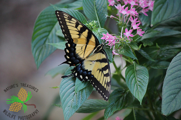 Tiger swallowtail #16