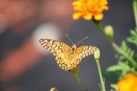 Variegated fritillary #033