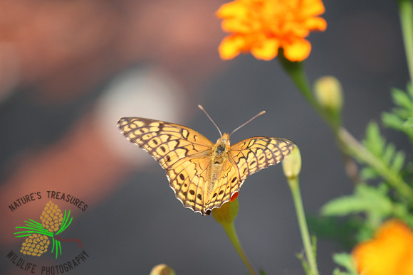 Variegated fritillary #033