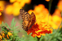 Variegated fritillary #42