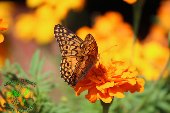 Variegated fritillary #42