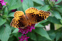 Variegated fritillary #103