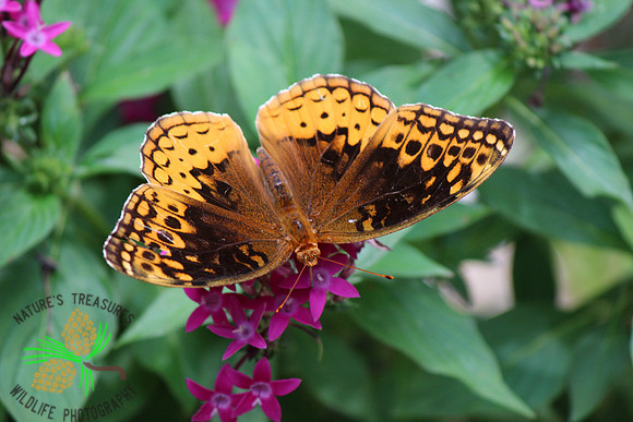Variegated fritillary #103