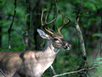 Buck #2 in shadows