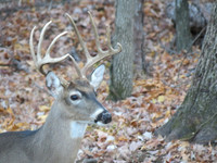 Buck #1 - head shot
