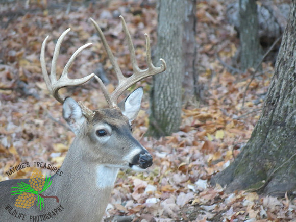 Buck #1 - head shot
