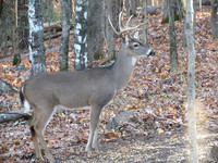 Buck #1 - full side view
