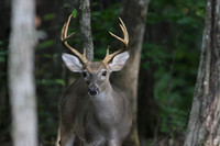 Buck # 2 - straight on