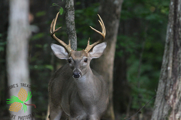 Buck # 2 - straight on